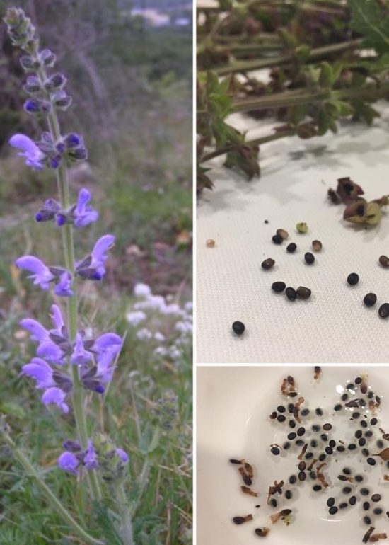 Ya han empezado a florecer las salvias silvestres en campos, márgenes, viñedos y bosques de costa y prelitoral . Existen muchas especies cul...