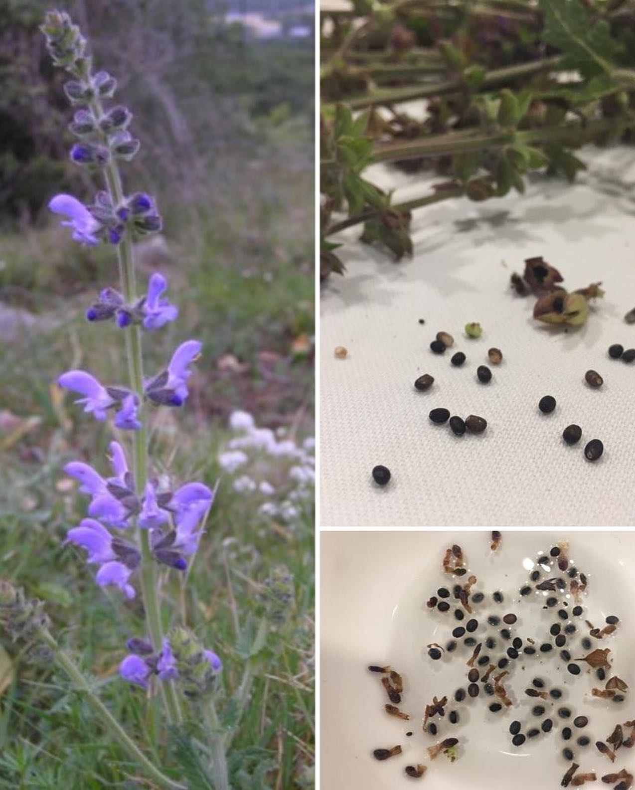 Ya han empezado a florecer las salvias silvestres en campos, márgenes, viñedos y bosques de costa y prelitoral . Existen muchas especies cul...