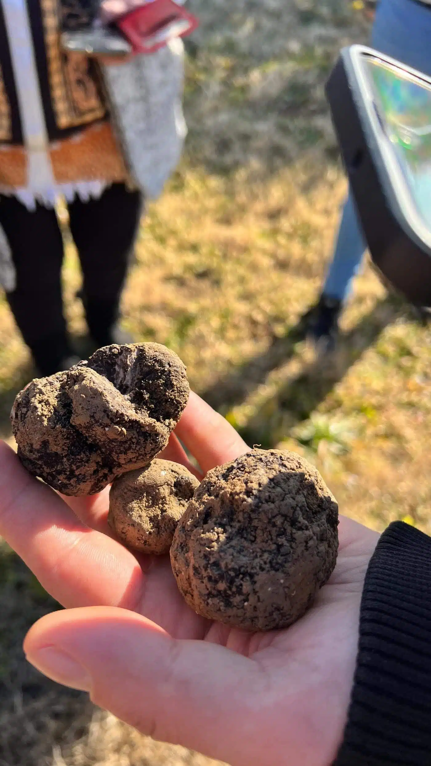 Al Baix Empordà es cultiven tòfones! I de molta qualitat . En Lluís d’ @ecotruff ens ha explicat que fa 10 anys tothom li va dir que era boi...