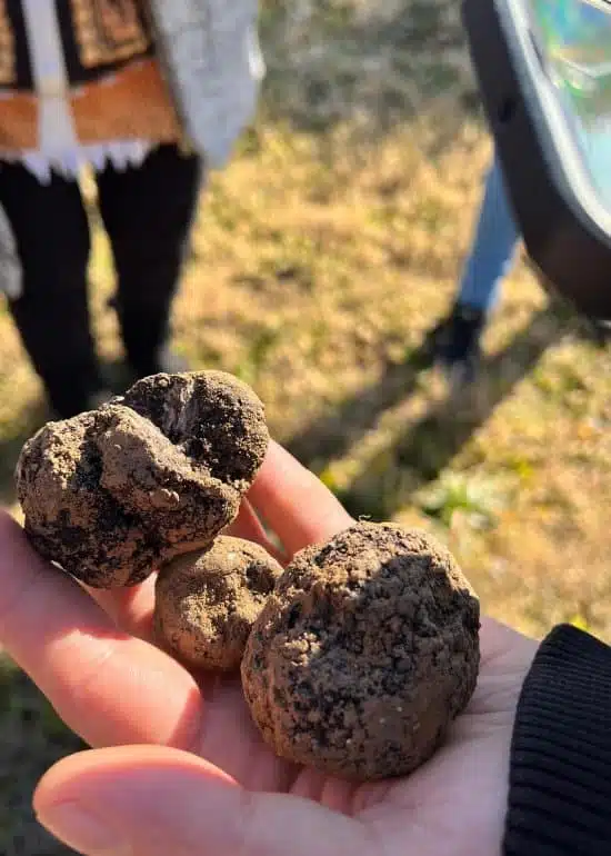 Al Baix Empordà es cultiven tòfones! I de molta qualitat . En Lluís d’ @ecotruff ens ha explicat que fa 10 anys tothom li va dir que era boi...
