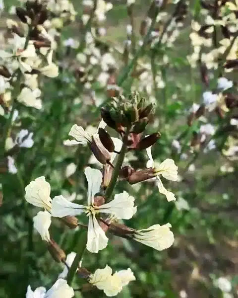 Ya tenemos la rúcula silvestre en flor . Es una planta maravillosa, existen muchas rúculas distintas, pero la #Erucavesicaria  es sin duda l...