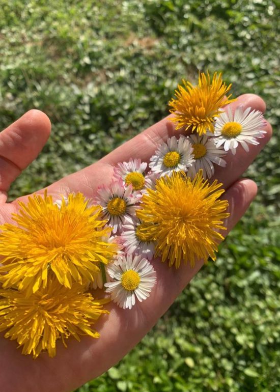 El diente de león ( #taraxacumofficinale )
Es una de las plantas de los tesoros de la medicina natural. En la foto también las margaritas de...