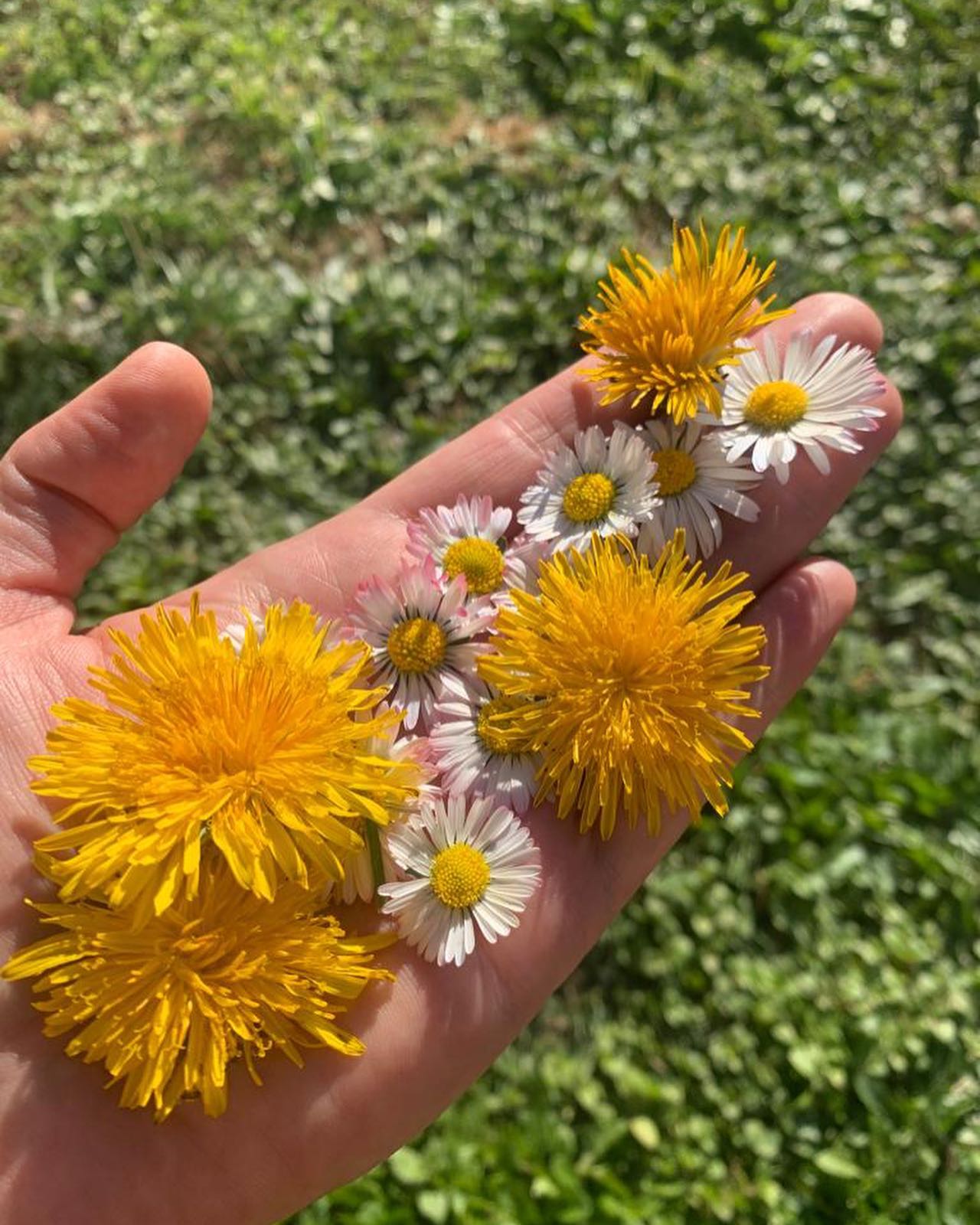 El diente de león ( #taraxacumofficinale )
Es una de las plantas de los tesoros de la medicina natural. En la foto también las margaritas de...